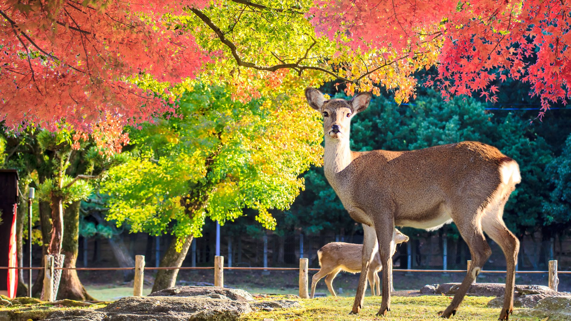 Nara