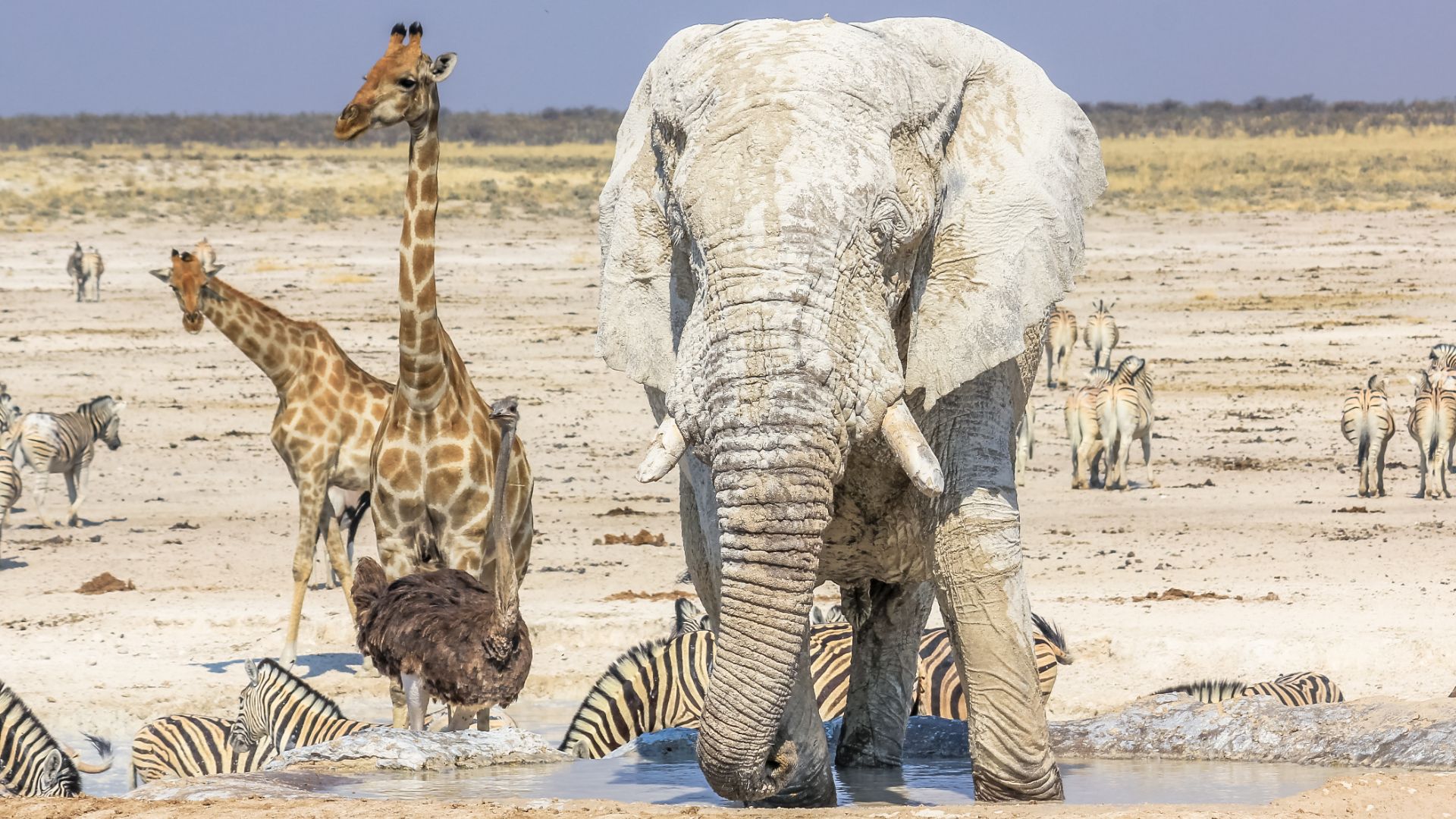 Parque Nacional Etosha