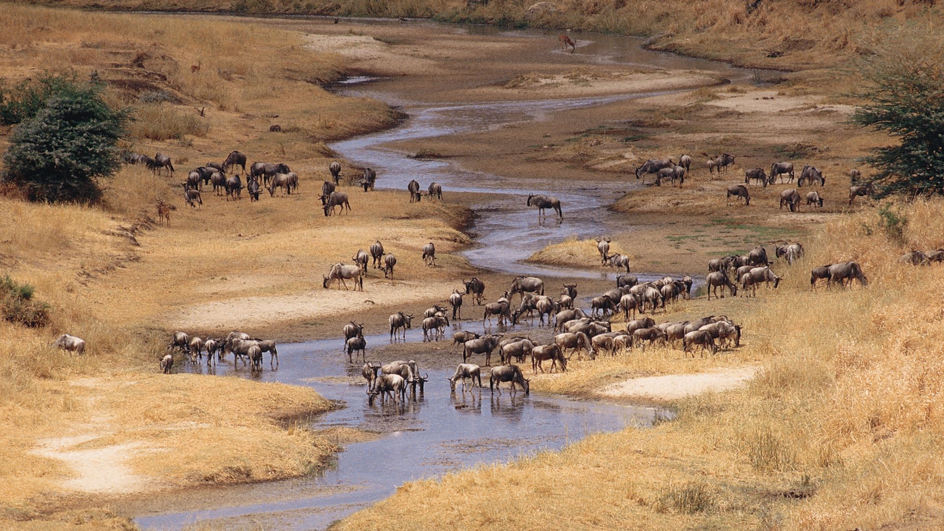 Tarangire